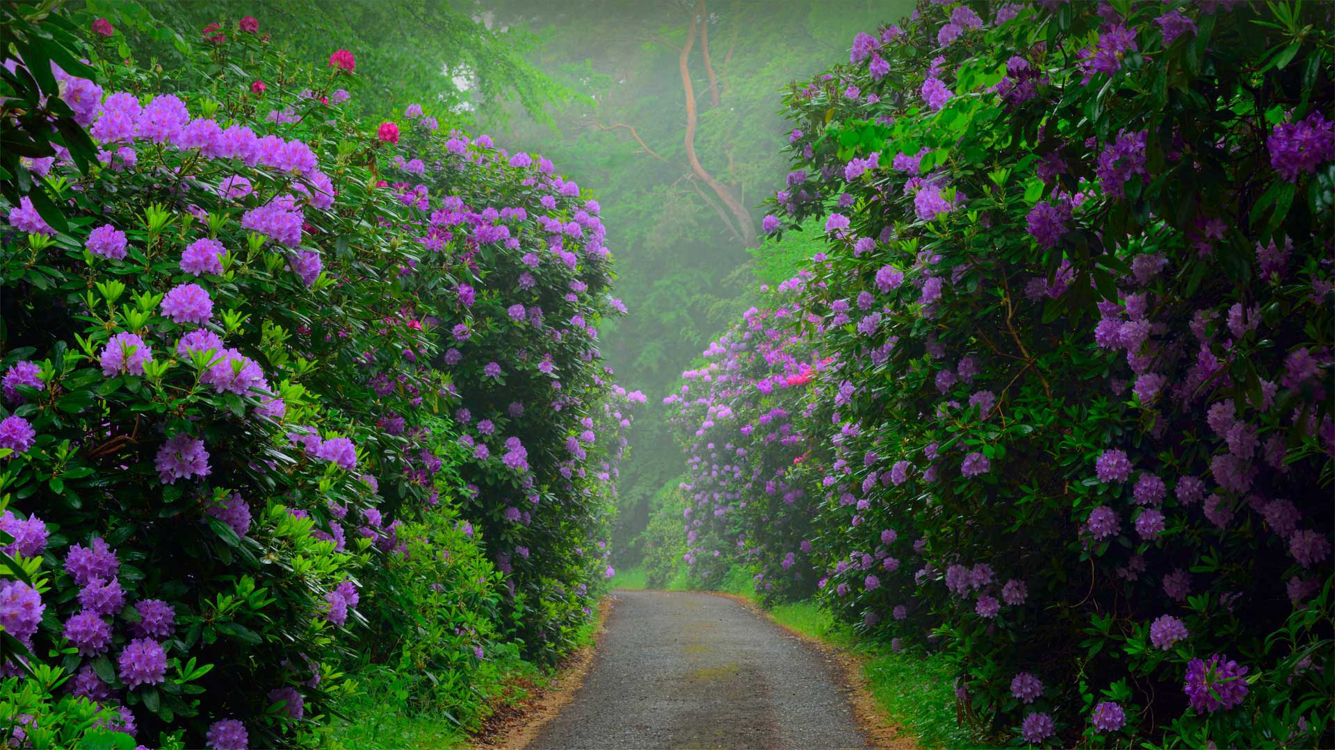 Rhododendren im Waldpark Semper bei Lietzow auf Rügen, Mecklenburg-Vorpommern (© Sandra Bartocha/Minden Pictures)(Bing Deutschland)