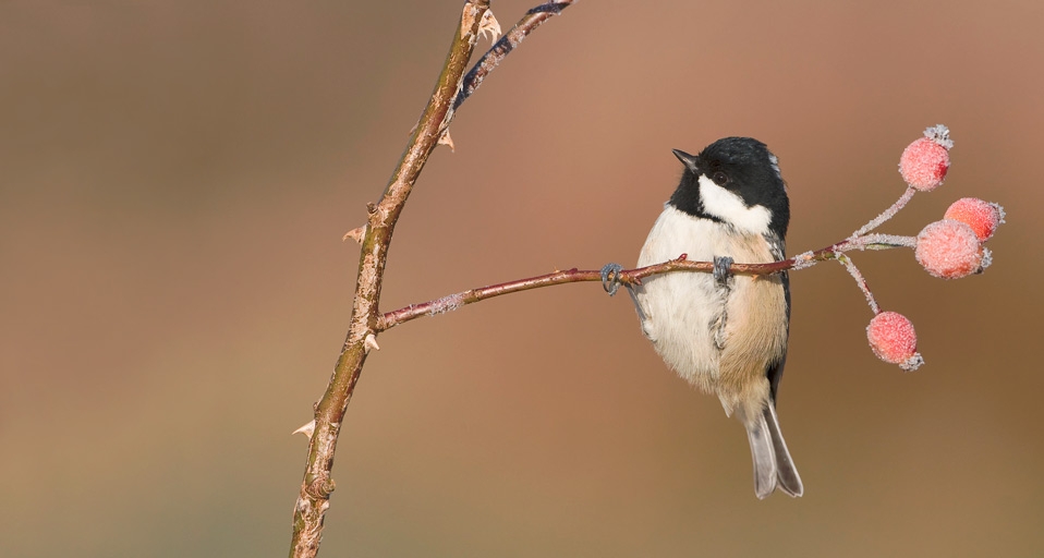 它们很惬意：煤山雀在枝头迎接冬天 -- Mark Hamblin/Oxford Scientific (OSF)/Photolibrary &copy; (Bing China)
