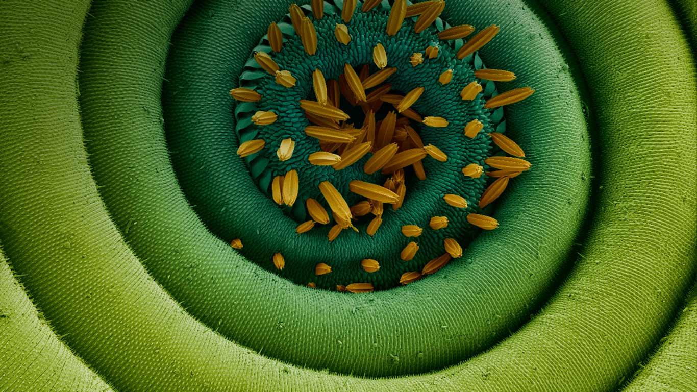 Magnification of a coiled proboscis of a moth (© Steve Gschmeissner/Corbis)(Bing Canada)