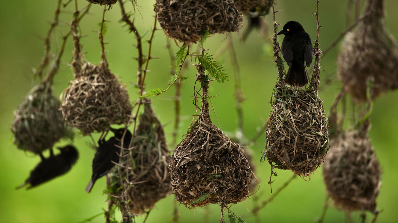 伊丽莎白女王国家公园内的织巢鸟，乌干达 (© Joel Sartore/Getty Images)(Bing China)