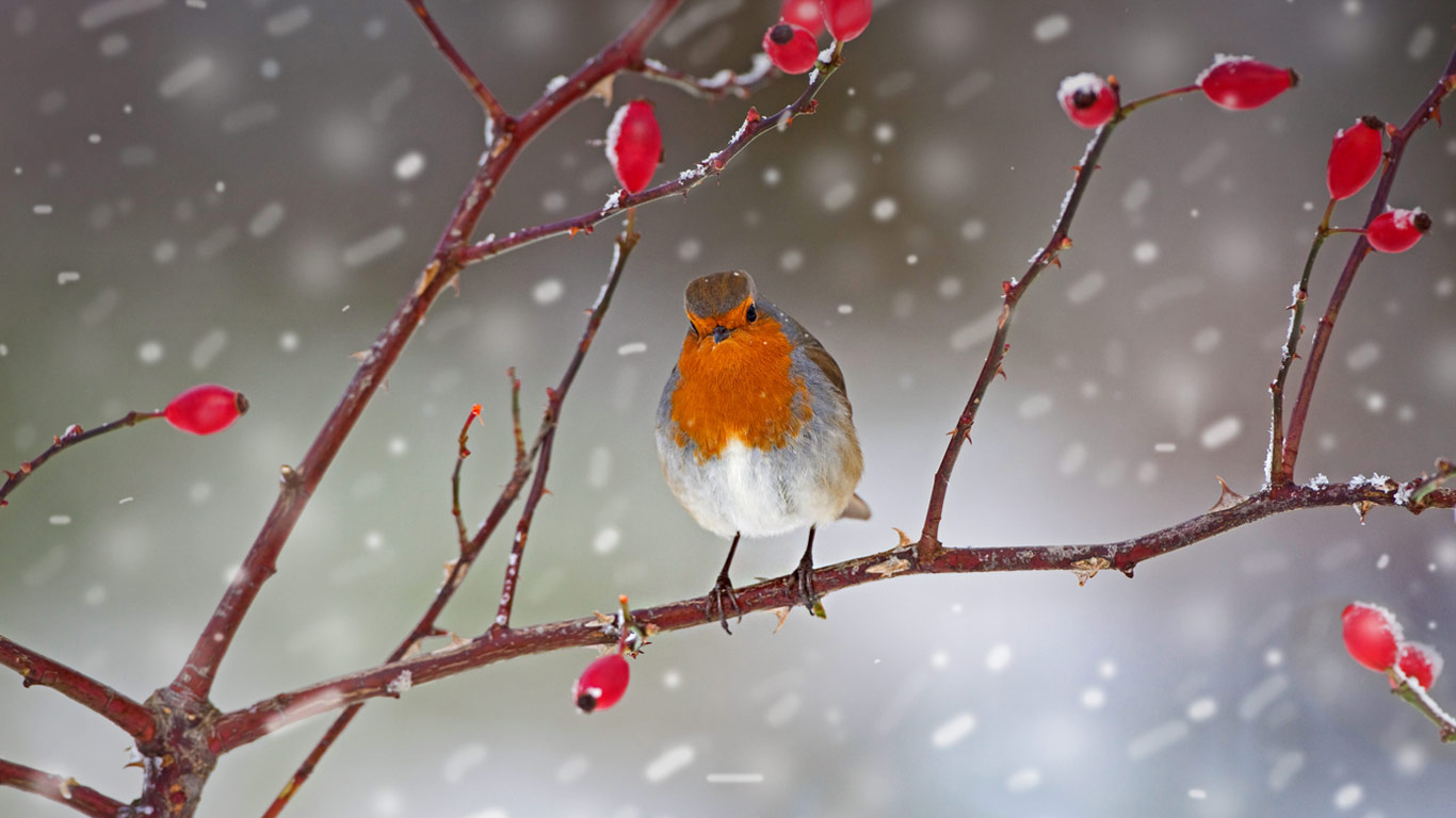【今日元旦】一只栖息在玫瑰果树枝上的知更鸟，英国诺福克 (© Ernie Janes/Minden Pictures)(Bing China)