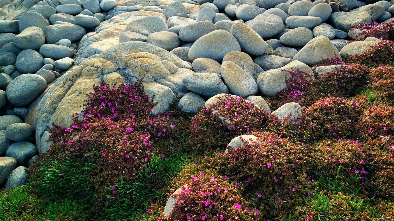 Wildflowers and stones at Egg Beach on Flinders Island, Tasmania (© Peter Walton Photography/Photolibrary/Getty Images)(Bing Australia)