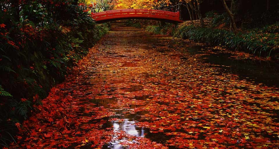 ｢小国神社の紅葉｣静岡, 森町 (© JTB Photo/Japan Travel Bureau/Photolibrary) &copy; (Bing Japan)