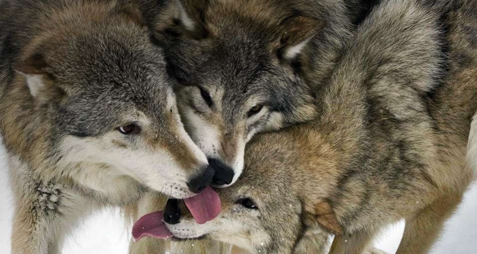 A trio of timber wolves greet each other -- Jacqueline Crivello/National Geographic Your Shot &copy; (Bing United States)
