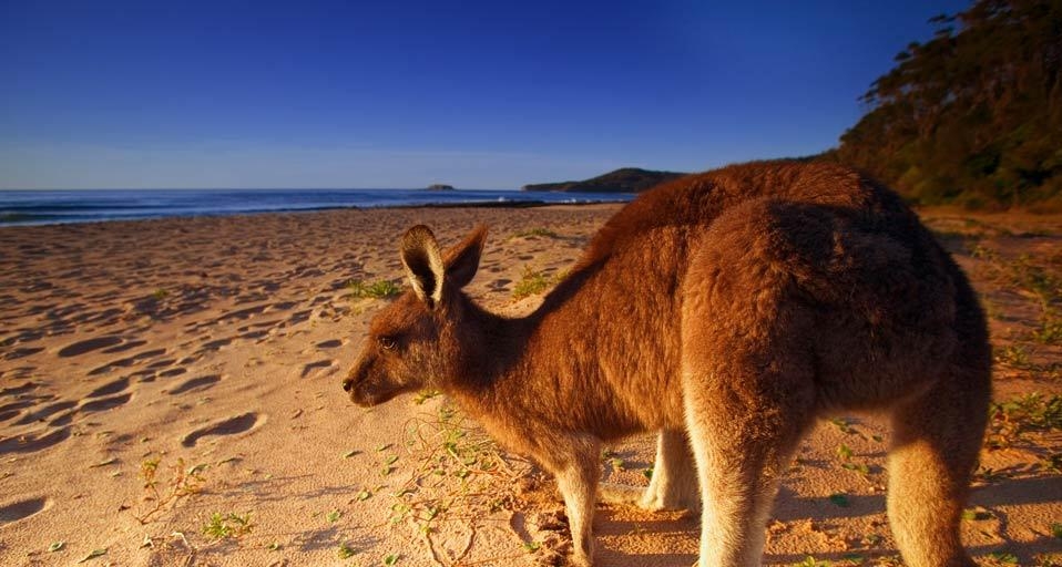Eastern Grey Kangaroo / Macropus giganteus (© JUNIORS BILDARCHIV/age fotostock) &copy; (Bing Australia)