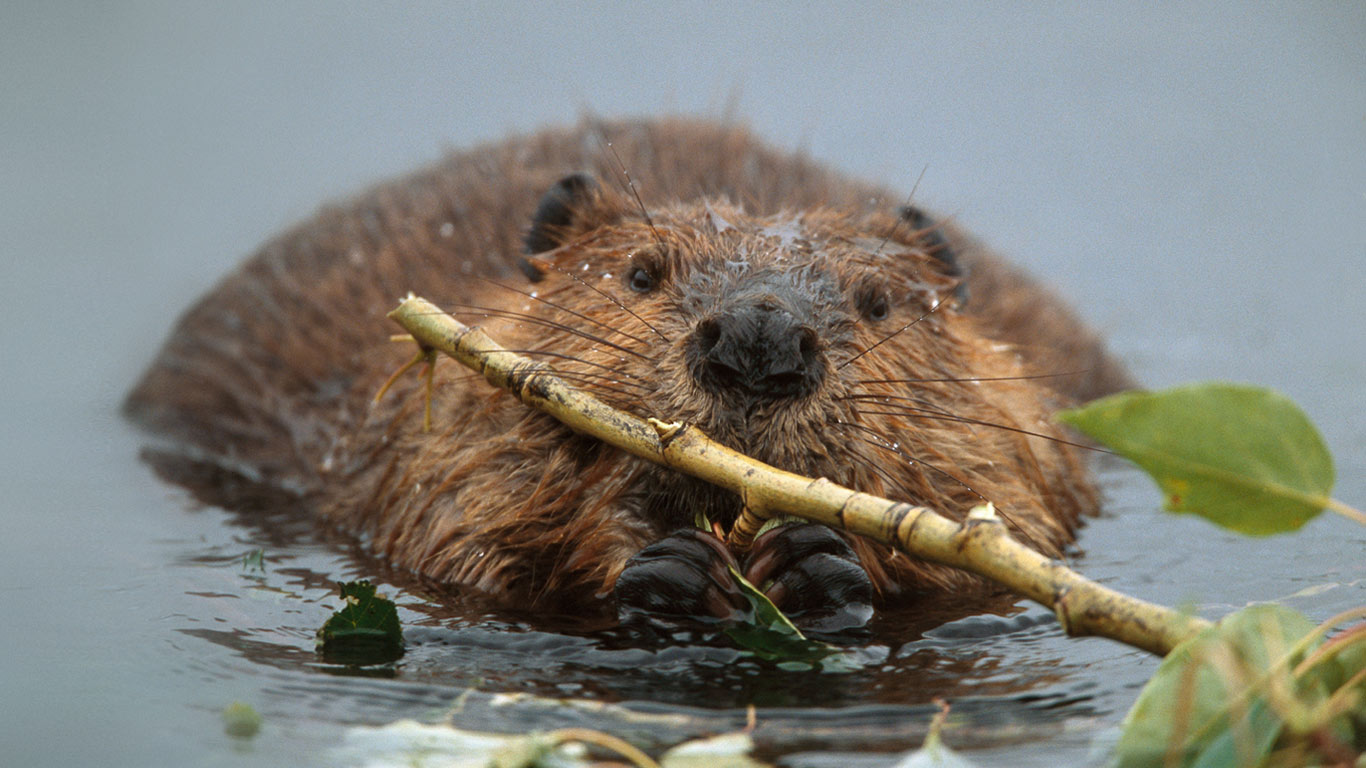 North American beaver in Denali National Park and Preserve, Alaska (© Yva Momatiuk & John Eastcott/Corbis)(Bing United States)