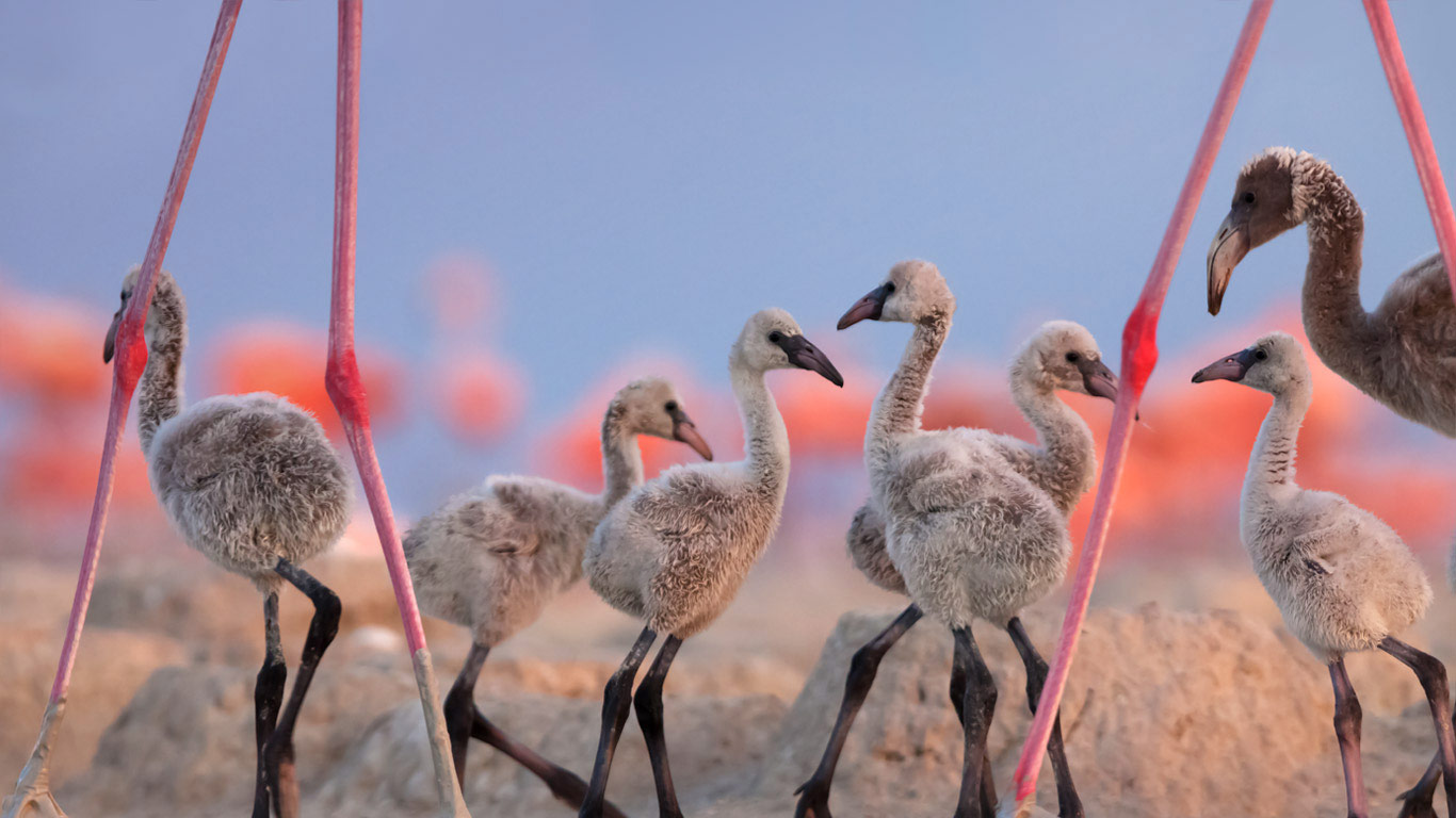生物圈保护区里的美洲红鹳宝宝们，墨西哥尤卡坦半岛 (© Claudio Contreras/Minden Pictures)(Bing China)