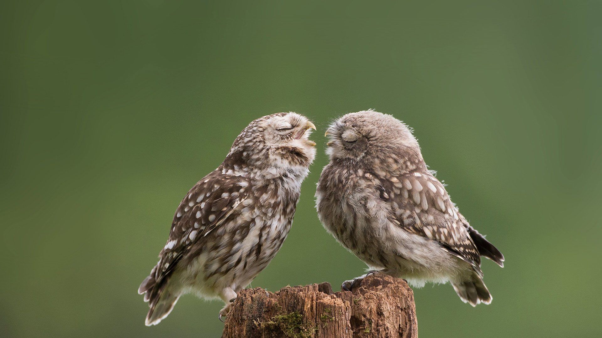 Une maman chouette houspille son petit qui s’éveille (© Cavan Images/Media Drum World/Laura Dyer)(Bing France)