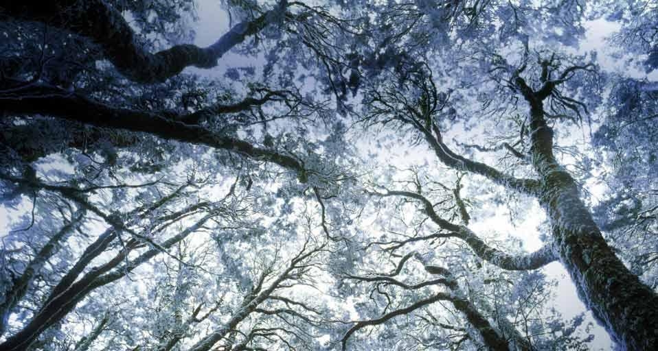 Myrtle forest in winter, west coast Tasmania, Australia (© Ted Mead / Getty Images) &copy; (Bing Australia)