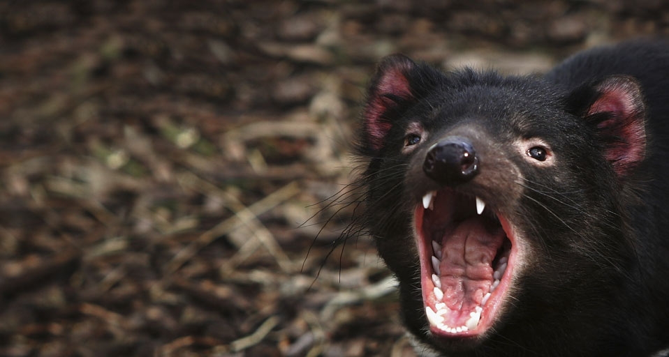 被称为“塔斯马尼亚恶魔”的澳大利亚袋獾 -- Ian Waldie/Getty Images &copy; (Bing China)