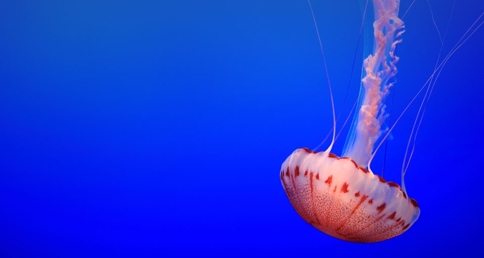 Nettle jelly fish at the Monterey Bay Aquarium, California -- Ben Vincent &copy; (Bing Canada)