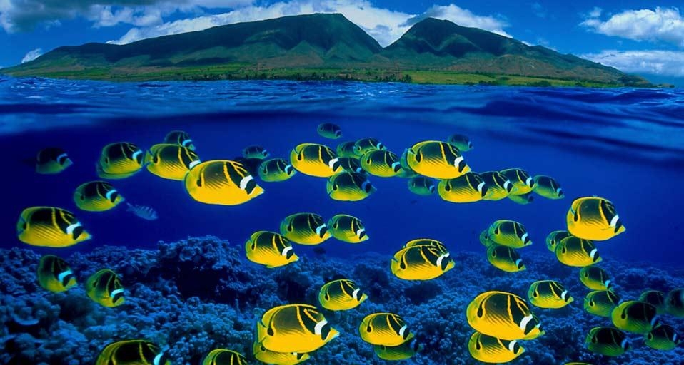 毛伊岛水下新月蝴蝶鱼群的合成图像 (© Pacific Stock-Design Pics/Superstock) &copy; (Bing China)