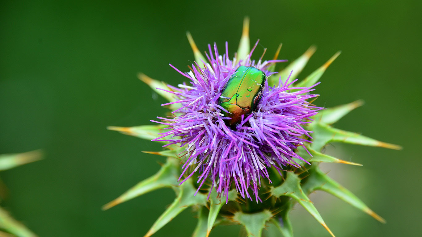 Rosenkäfer und Distel (© Dr. Rüdiger Hess/geo-select fotoArt)(Bing Deutschland)