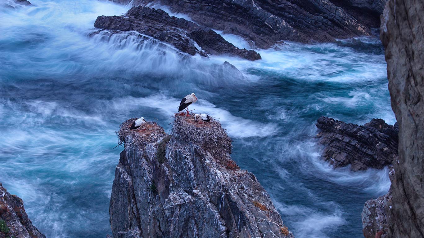 葡萄牙萨尔当角的白鹳 (© David Santiago Garcia/Aurora Photos)(Bing China)