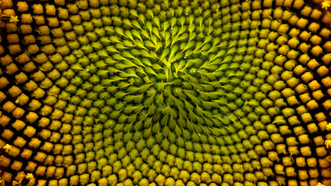 Detail of the inside of a sunflower, Boulder, Colorado (© Peter Dennen/Aurora Photos)(Bing Canada)