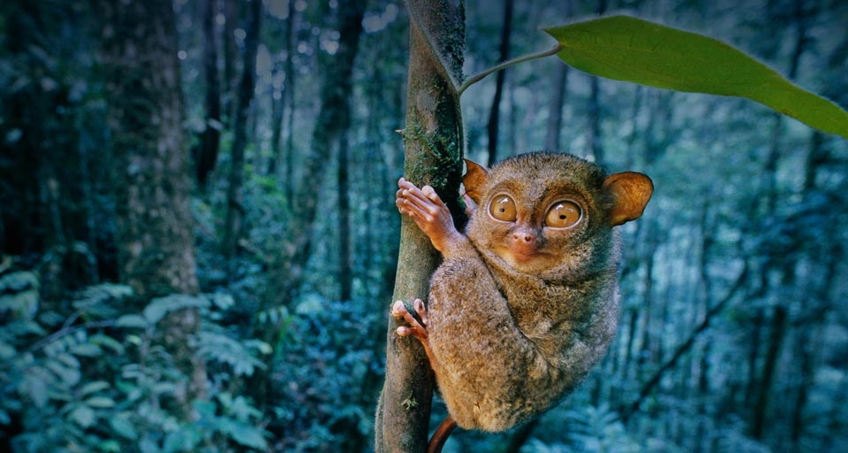 婆罗洲的印度眼镜猴 -- Frans Lanting/Corbis &copy; (Bing China)
