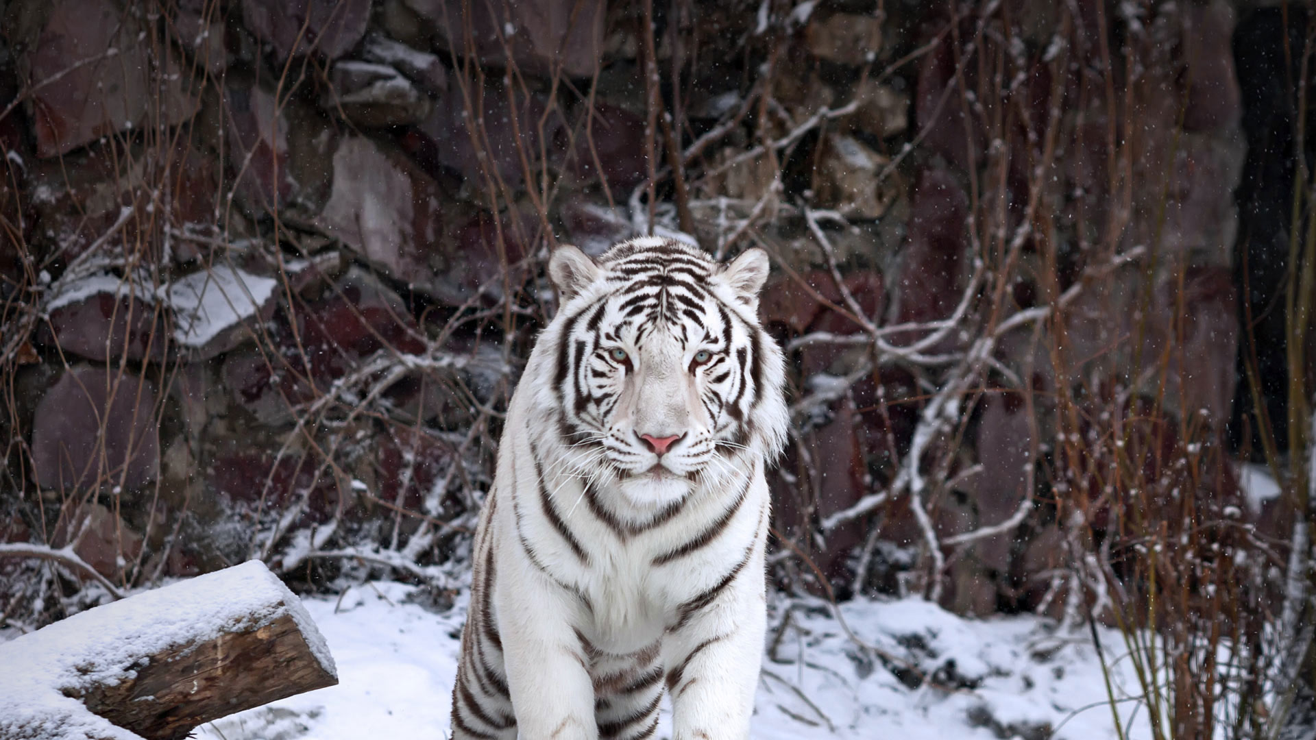 A white tiger at the Moscow Zoo, Russia (© andamanec/Shutterstock)(Bing Australia)