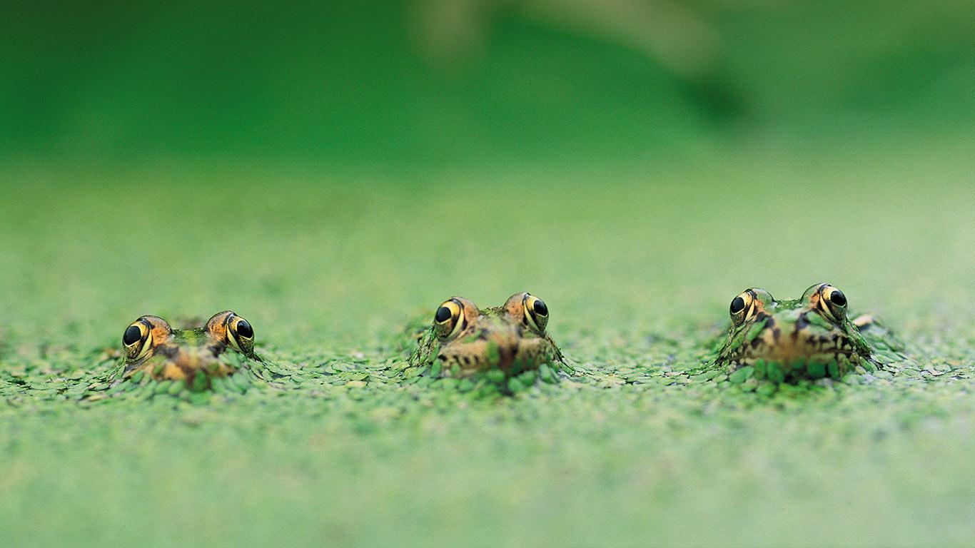 青蛙 (© TOPIC PHOTO AGENCY/Age Fotostock)(Bing China)