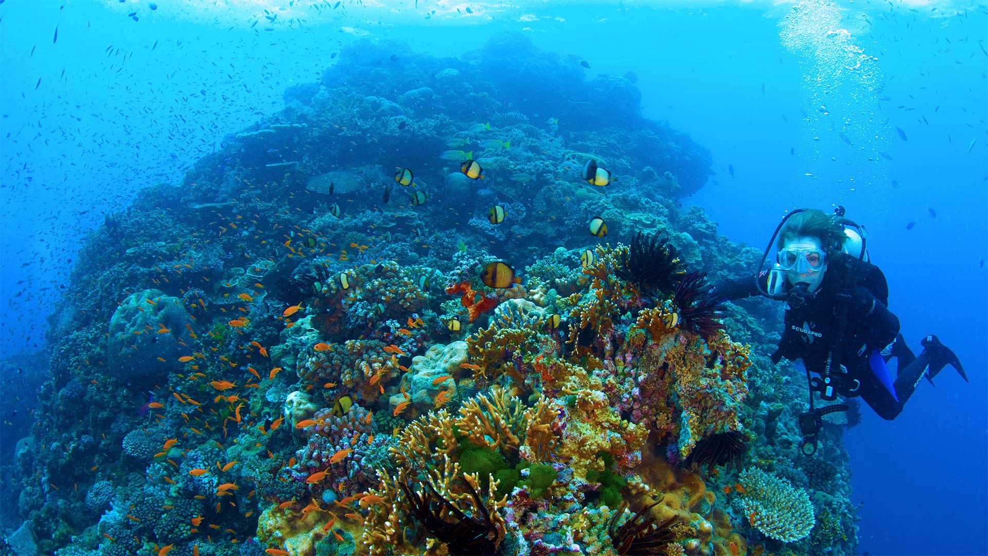Dr. Sylvia Earle erforscht das Great Barrier Reef in einer Szene aus „Mission Blue“ (© Bryce Groark/AP Photo/Netflix)(Bing Deutschland)