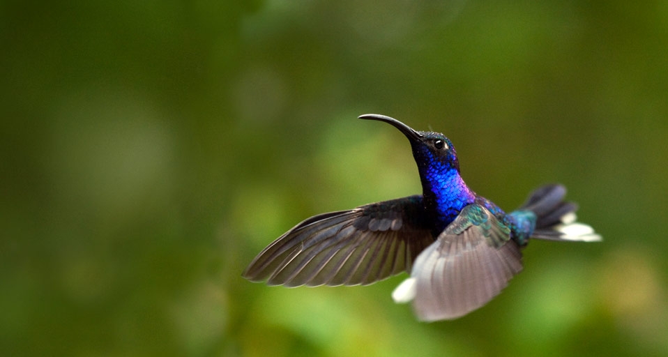 哥斯达黎加的紫罗兰蜂鸟 -- Paul Souders/Corbis &copy; (Bing China)
