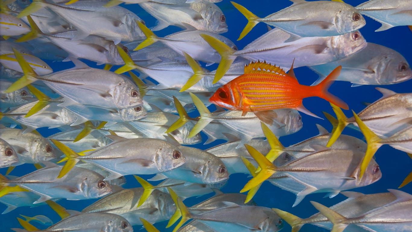 Longjaw squirrelfish swims against a school of horse-eye jacks, Lighthouse Reef, Belize (© Jeff Hunter/Getty Images)(Bing Canada)