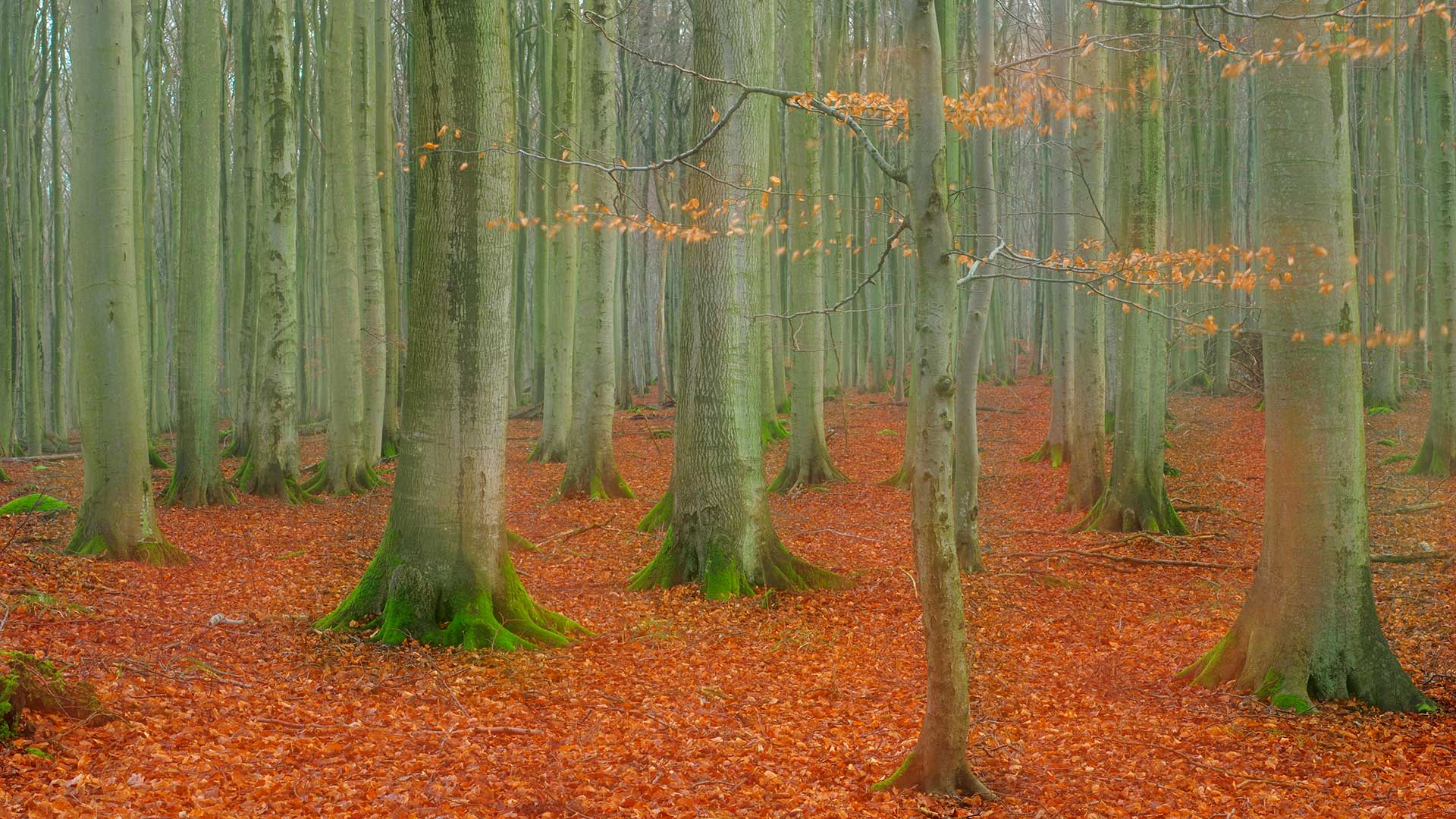 Rotbuchenwald im Nationalpark Jasmund, Rügen, Mecklenburg-Vorpommern (© Sandra Bartocha/NPL/Minden Pictures)(Bing Deutschland)