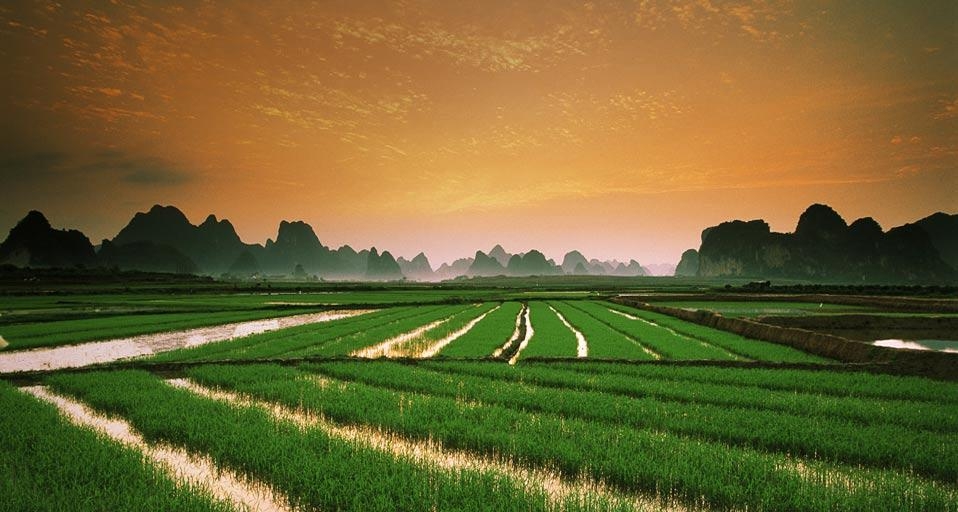 暮色下的稻田 (© Flirt/Superstock) &copy; (Bing China)
