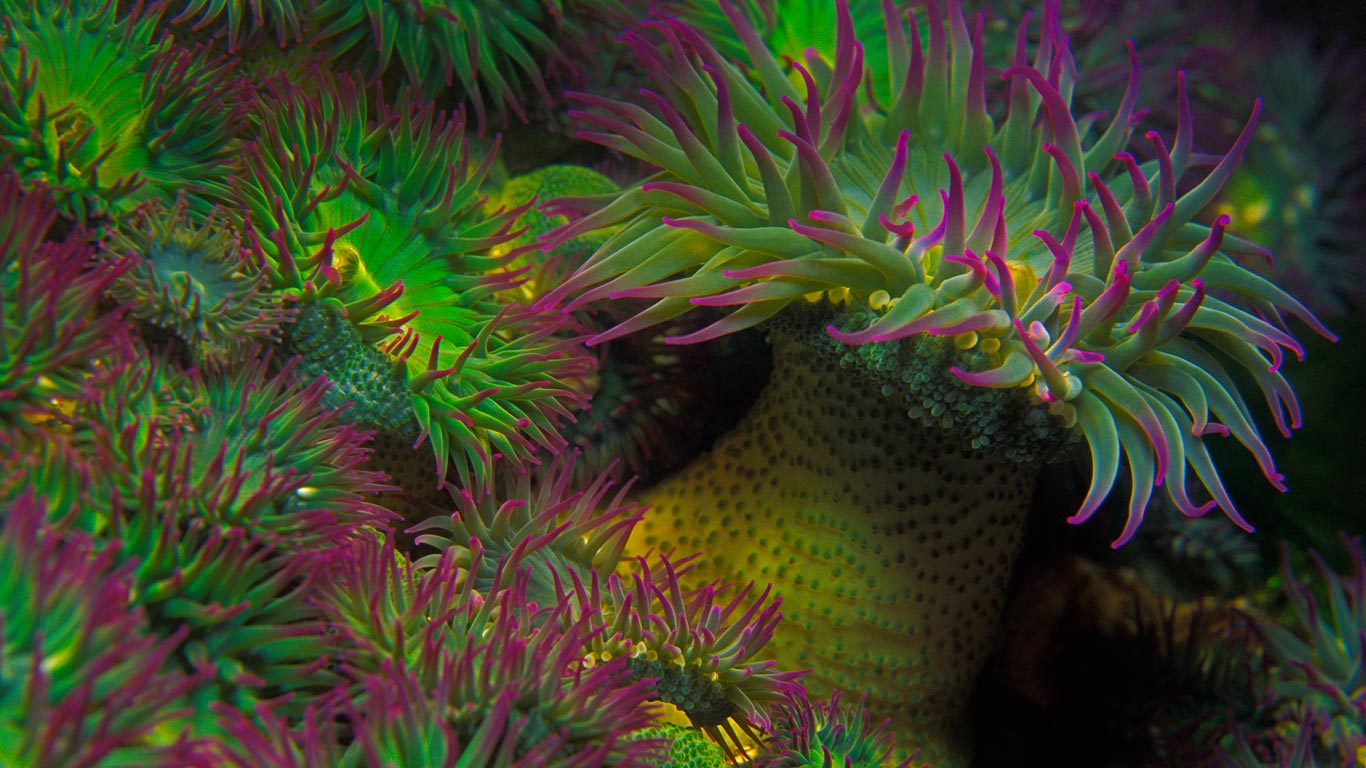 Seeanemone vor der Küste von Vancouver Island, British Columbia, Kanada (© Brandon Cole/Offset)(Bing Deutschland)