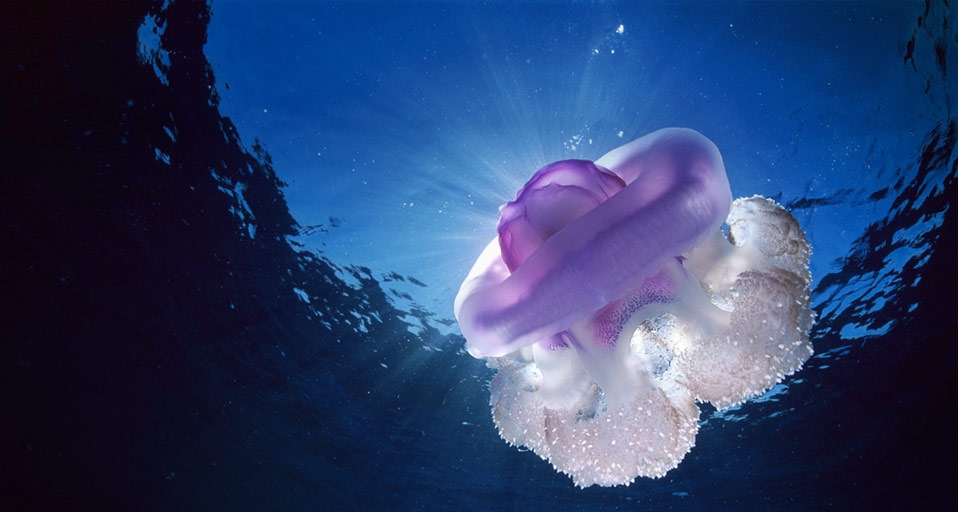 冠水母 -- Pete Atkinson/Getty Images &copy; (Bing China)
