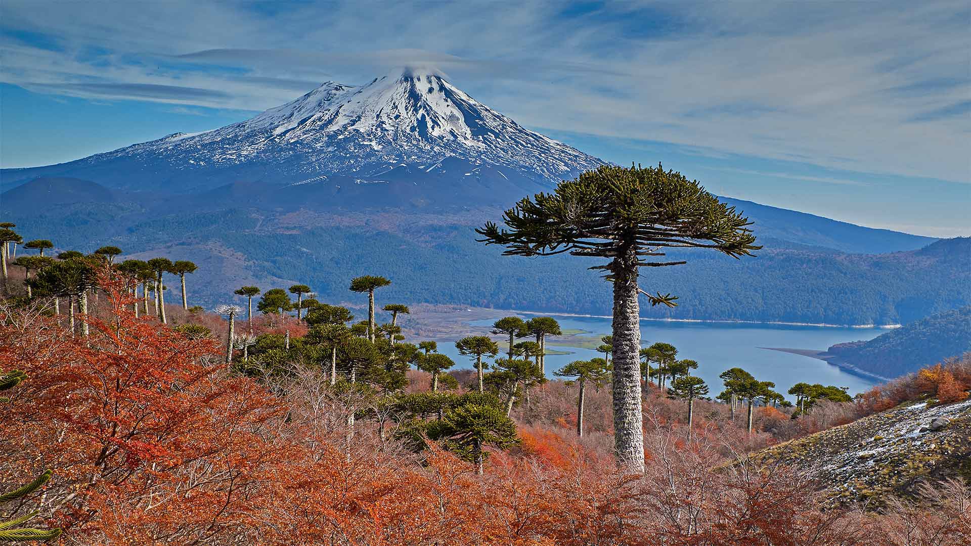 亚伊马火山与前景中的智利南洋杉，智利孔吉利奥国家公园 (© Fotografías Jorge León Cabello/Getty Images)(Bing China)