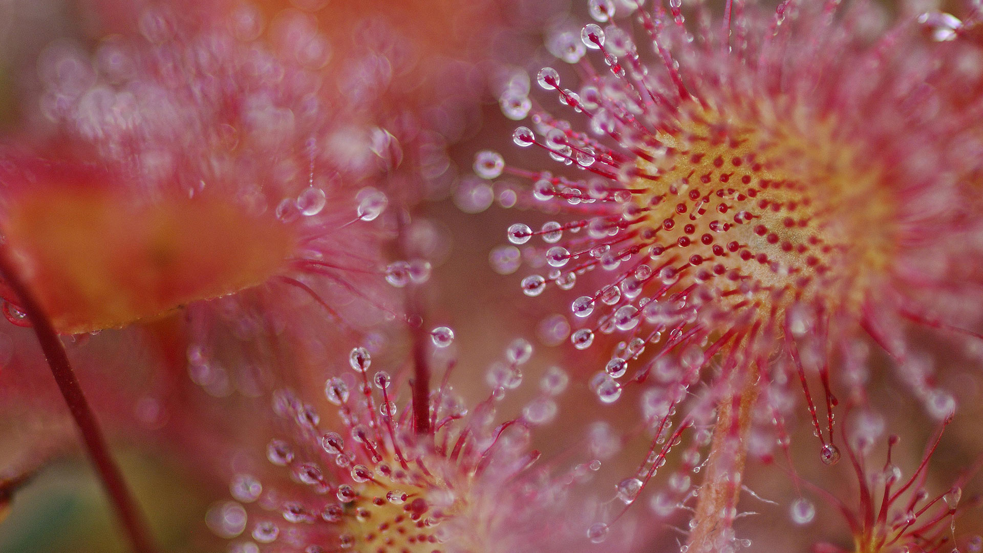 一种常见茅膏菜（圆叶茅膏菜）的粘性叶片，法国孚日省 (© Christophe Sidamon-Pesson/Minden Pictures)(Bing China)