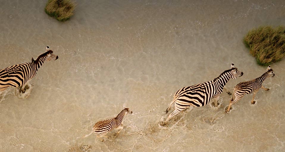 Bobby Haas/National Geographic/Getty Images &copy; (Bing Australia)