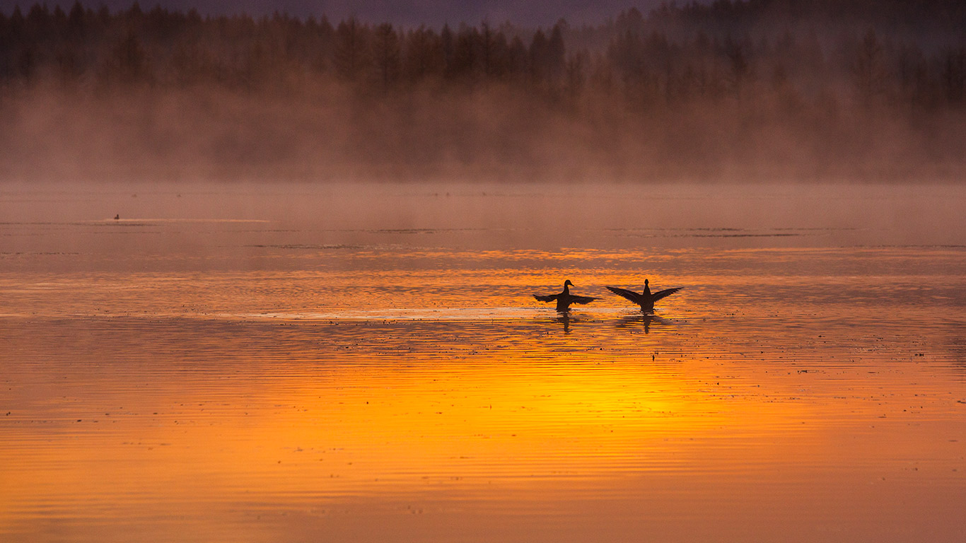 【今日七夕】内蒙古阿尔山国家森林公园的一对天鹅 (© Blue Jean Images/Getty Images)(Bing China)