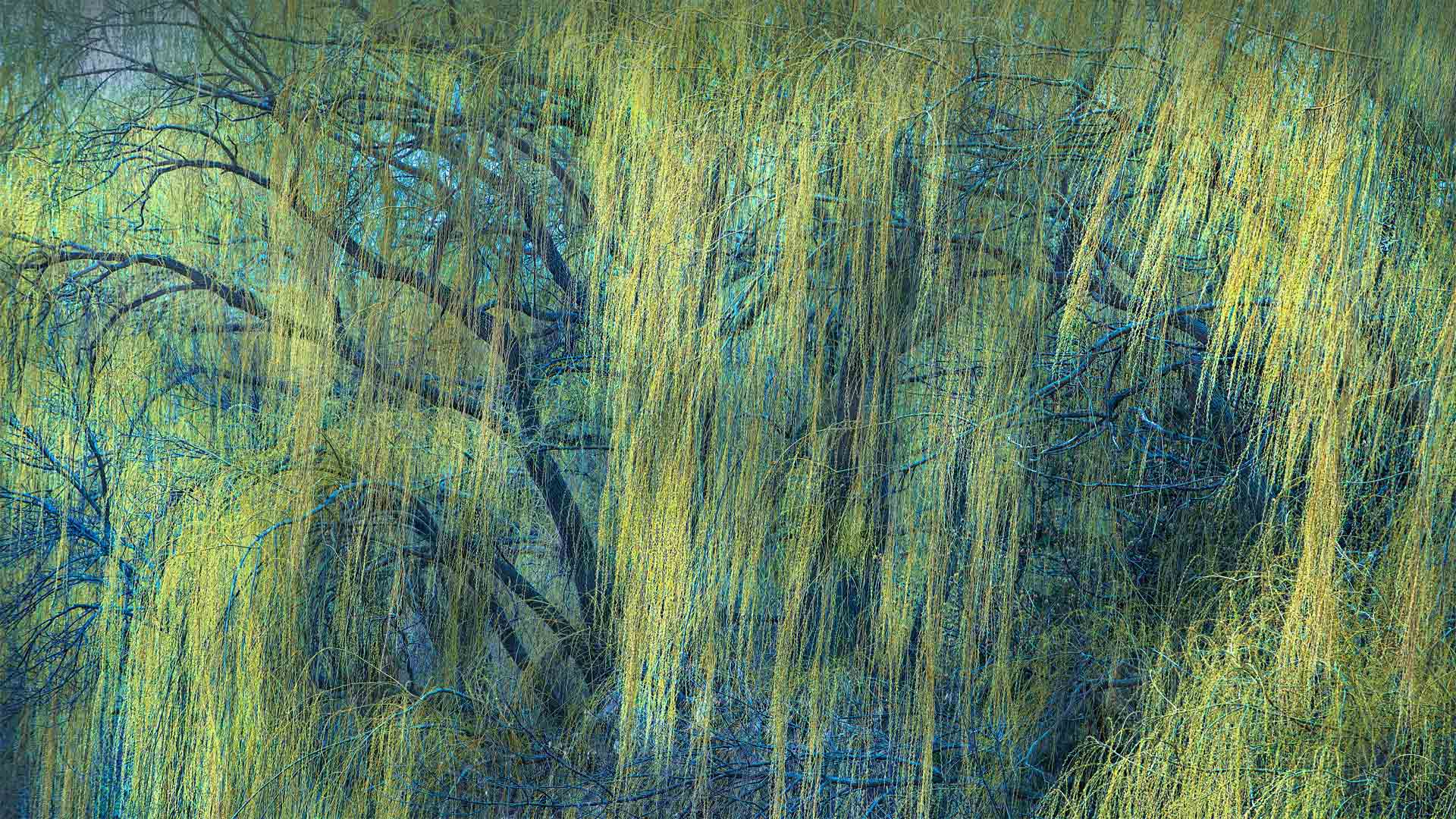早春里的柳枝，明尼苏达州 (© Jim Brandenburg/Minden Pictures)(Bing China)