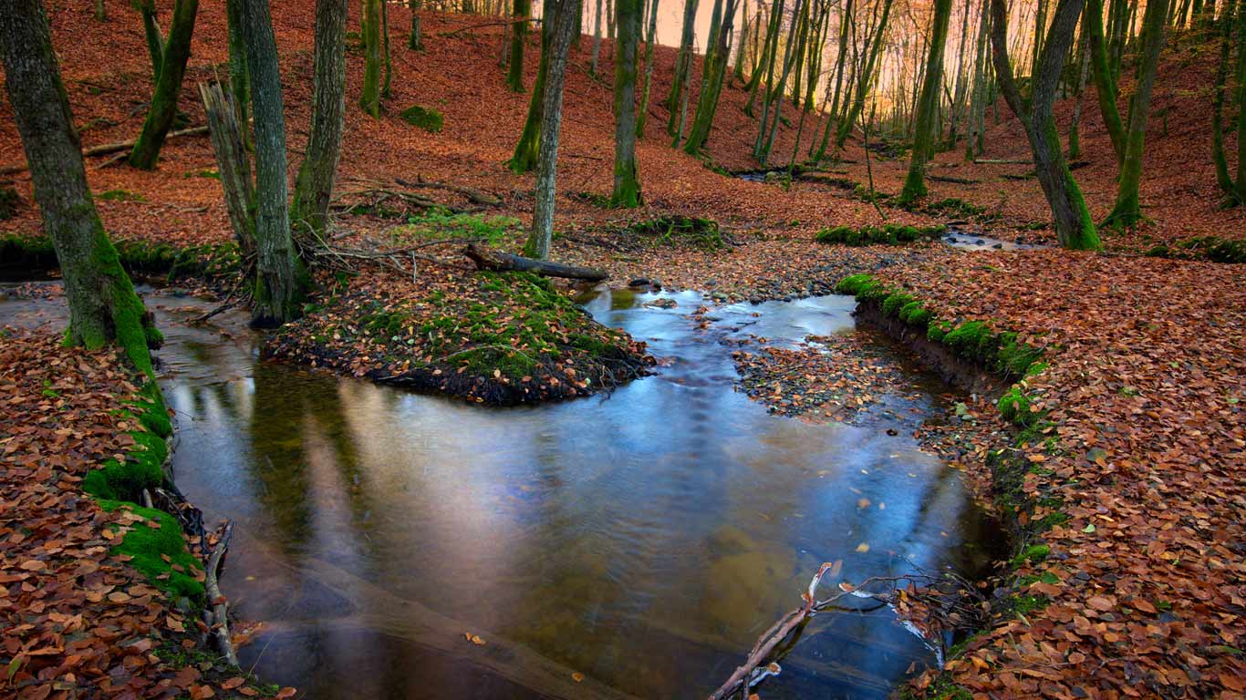 Autumnal forest, Sweden (© Hans Wretling/Corbis)(Bing New Zealand)