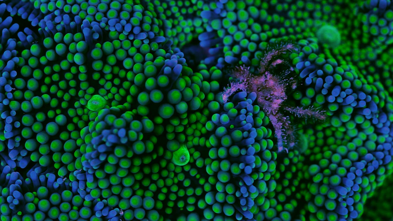 Anemonenkrabbe und Florida-Scheibenanemone (© Coral Morphologic)(Bing Deutschland)