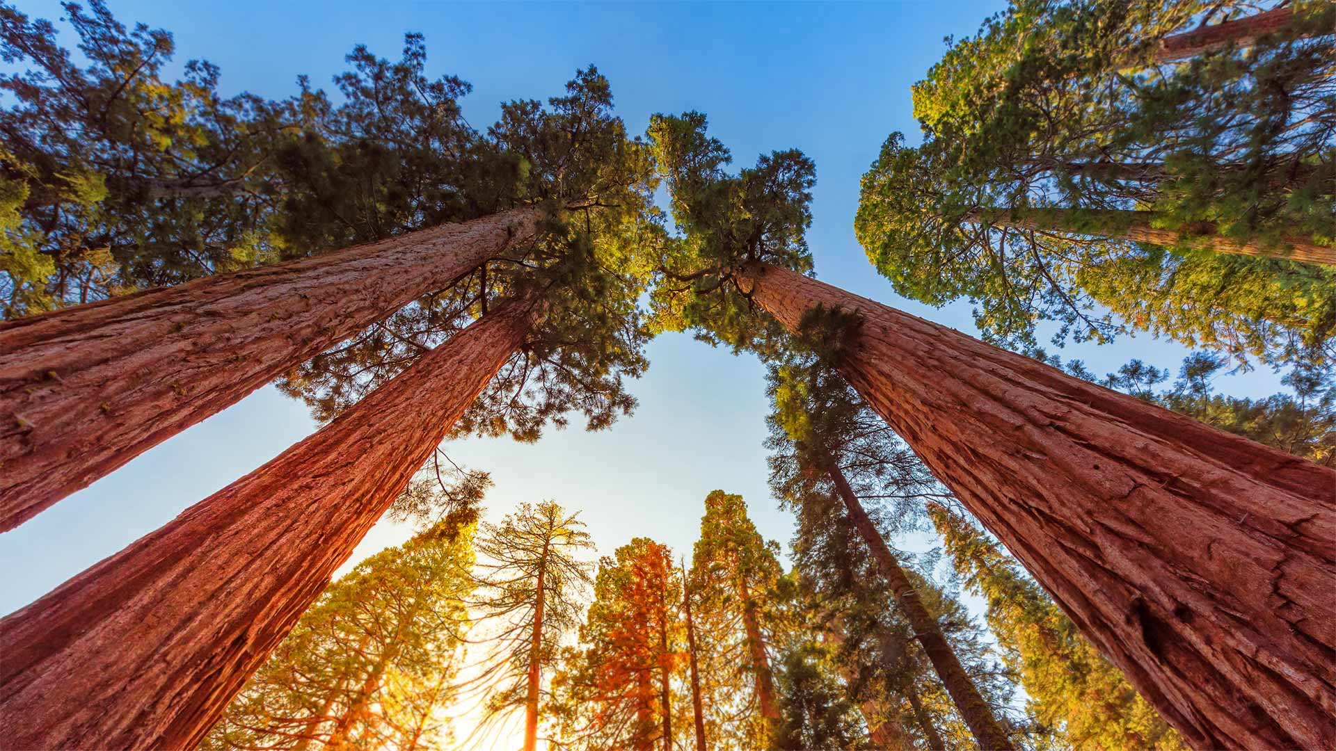 Riesenmammutbäume im Sequoia-Nationalpark und Kings-Canyon-Nationalpark, Kalifornien, USA (© lucky-photographer/Getty Images)(Bing Deutschland)