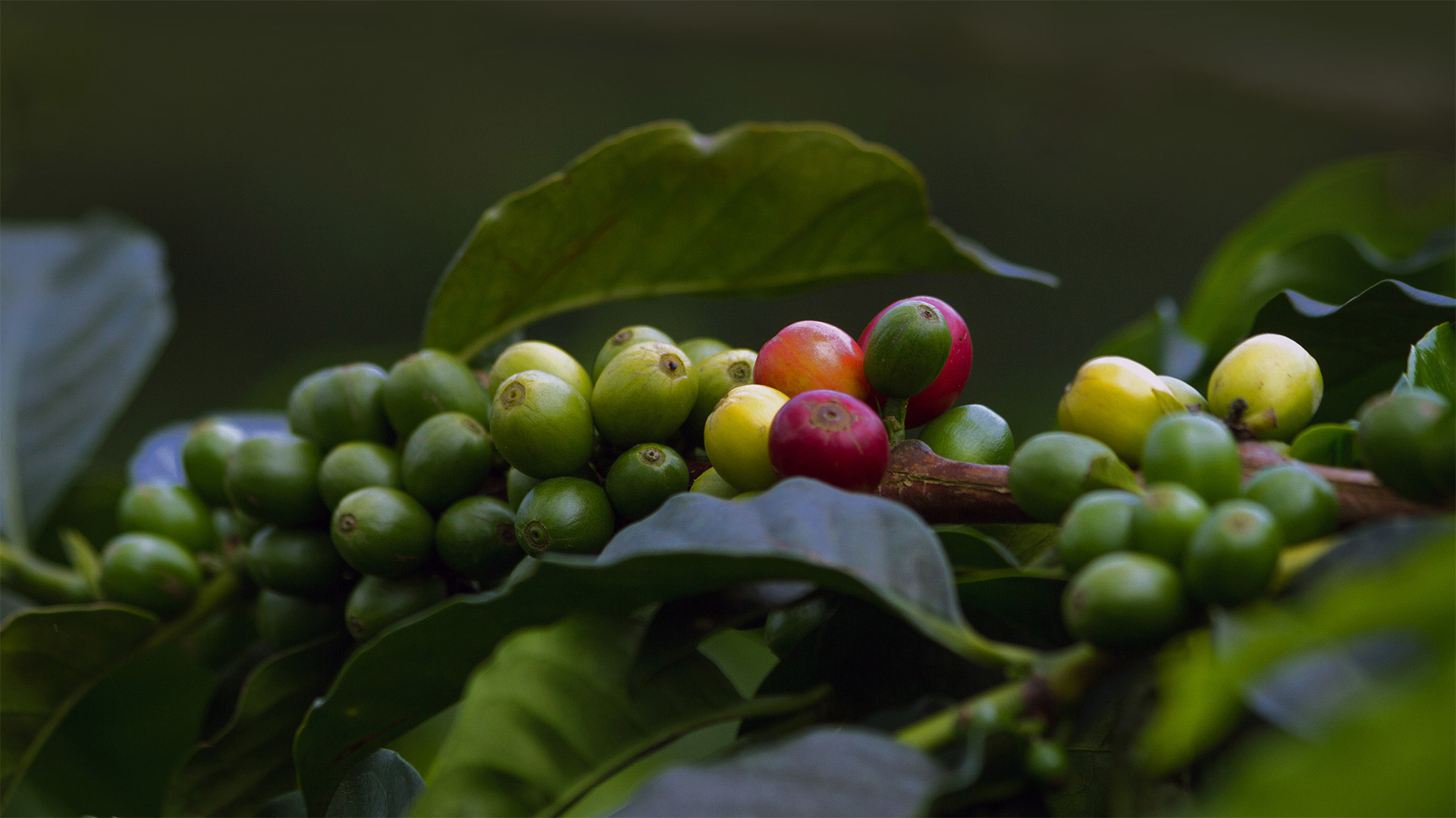 Coffee cherries in Quindío, Colombia (© The Colombian Way Ltda/Getty Images)(Bing Australia)