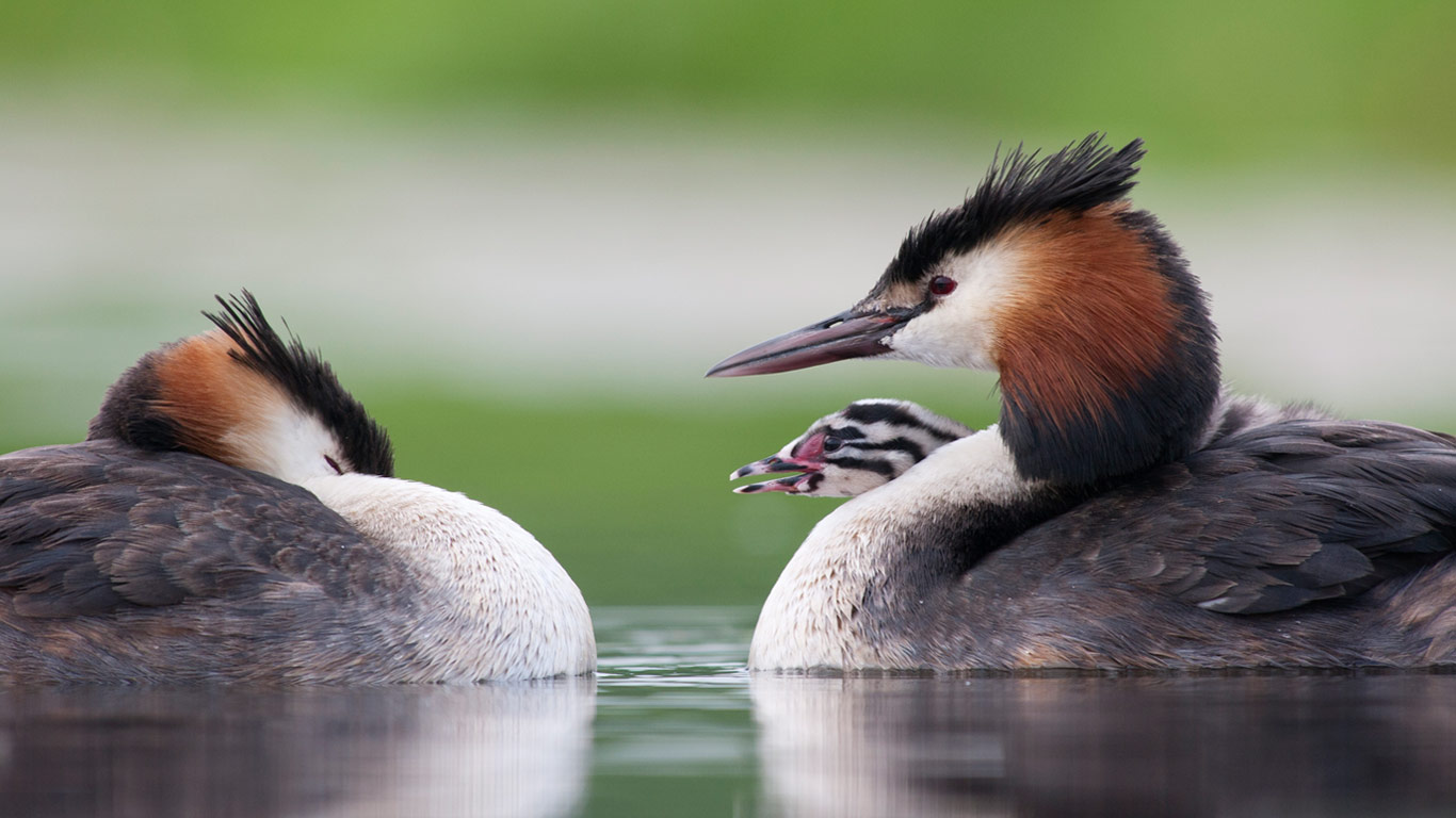 Grèbes huppés et poussin (© Jasper Doest/Minden Pictures)(Bing France)