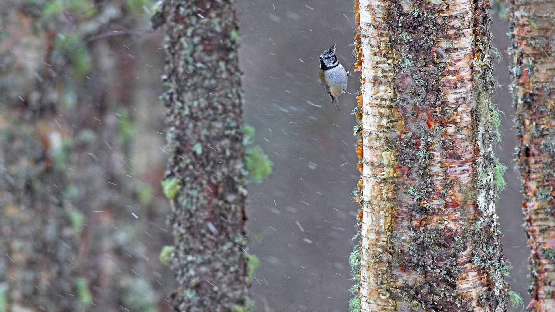 一只经受暴风雨的冠山雀，苏格兰 (© Ben Hall/Minden Pictures)(Bing China)