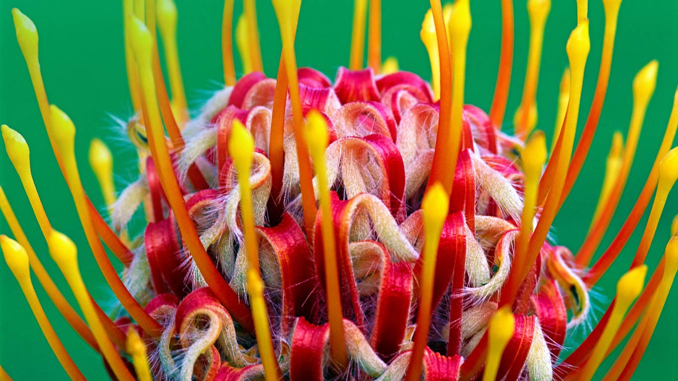 A red pincushion bloom at Kirstenbosch National Botanical Garden, Cape Town, South Africa (© Mint Images/Frans Lanting)(Bing Canada)