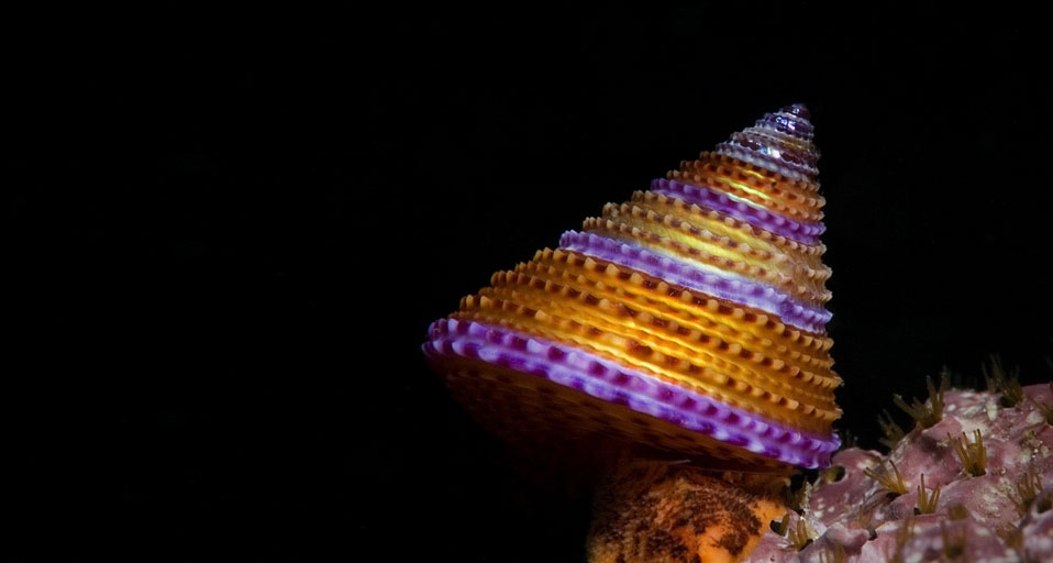漂亮的圆锥形蓝环海螺 -- Steven Trainoff Ph.D./Getty Images &copy; (Bing China)