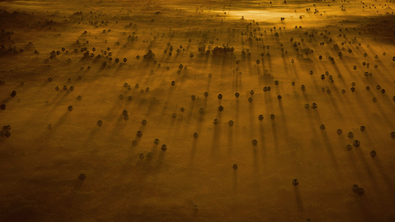 巴西，潘塔纳尔，树梢穿过薄雾依次排开 (© Bobby Haas/Getty Images)(Bing China)