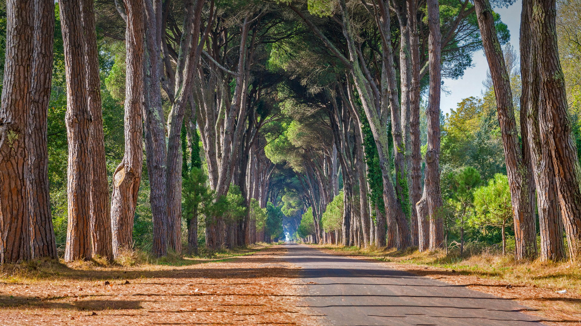 米利亚里诺自然公园，圣罗索尔，意大利马萨西犹可利 (© Stefano Valeri/Alamy)(Bing China)
