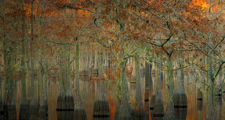佐治亚州国家公园内的柏树 (© Danita Delimont/Gallo Images/Getty Images) &copy; (Bing China)