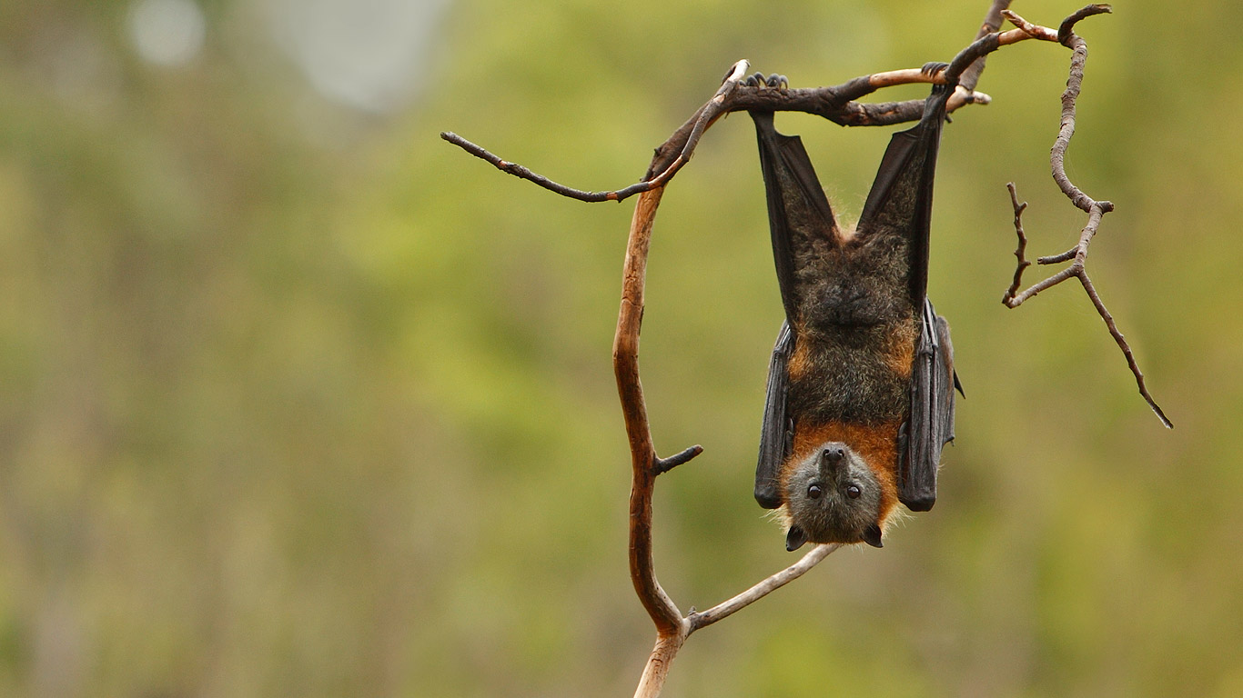 灰头狐蝠 (© Craig Dingle/Getty Images)(Bing China)