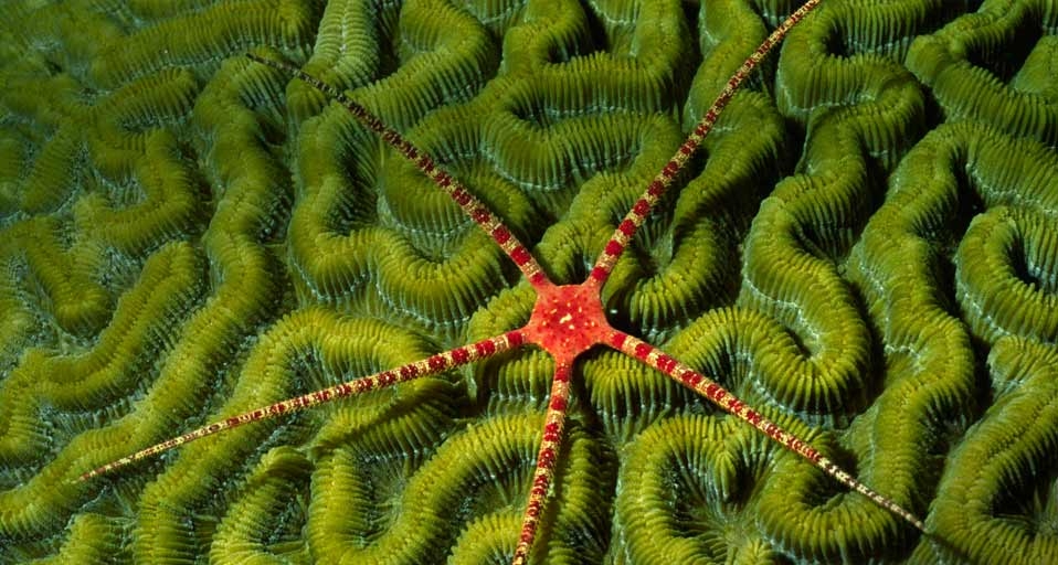Ruby brittle star on coral off the shore of the Cayman Islands (© Hal Beral/Corbis) &copy; (Bing Canada)