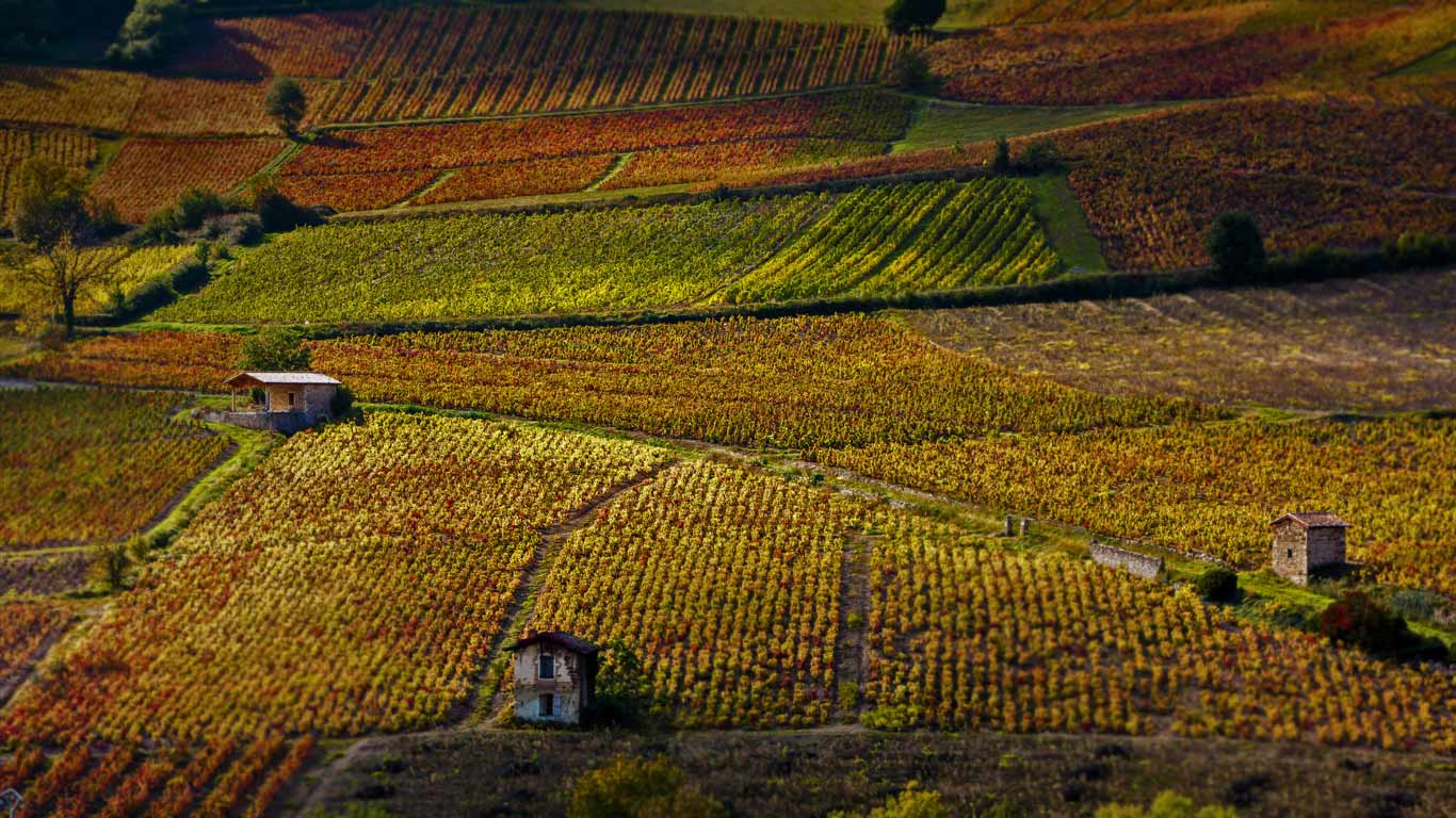 博热附近的葡萄园，罗讷河谷，法国 (© Richard Semik/Shutterstock)(Bing China)