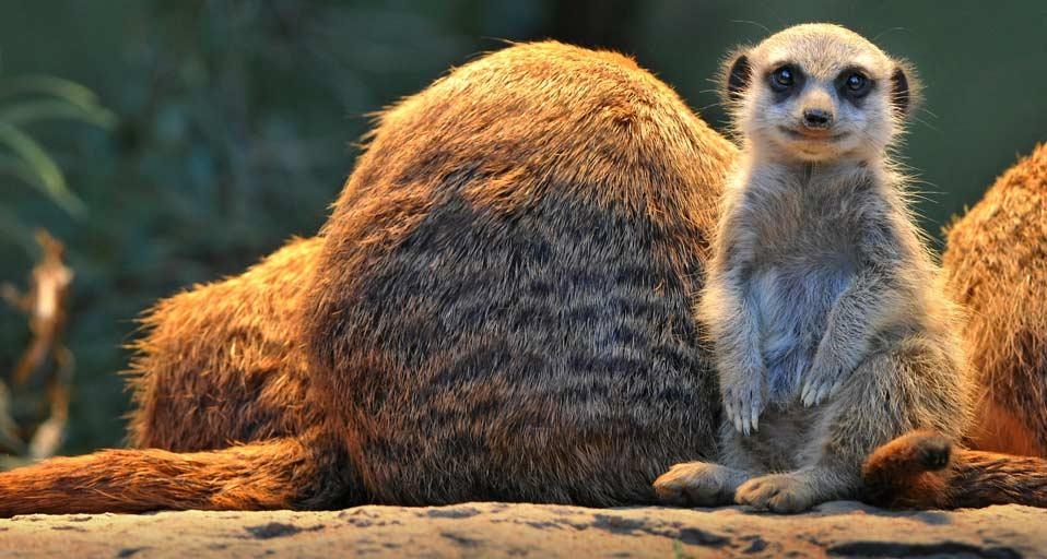 德国斯图加特威廉海玛动植物园内的猫鼬 (© imagebroker/Alamy)(Bing China)