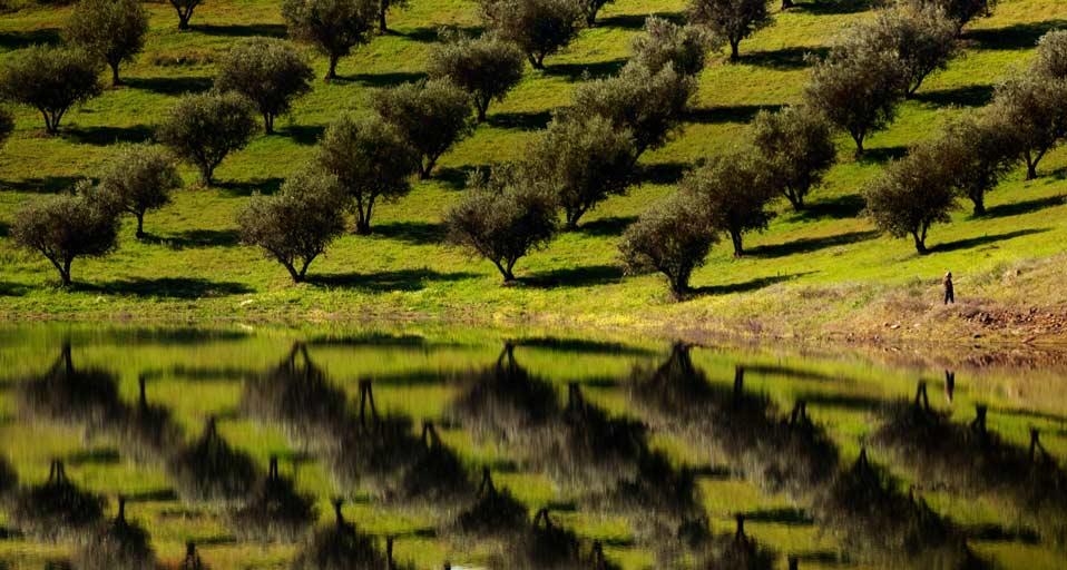 Olive trees reflected in the waters of Barragem de Alqueva (Alqueva Lake) near Alqueva, Portugal (© Paul Bernhardt/Lonely Planet) &copy; (Bing Canada)